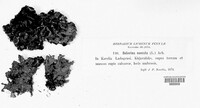 Solorina saccata image